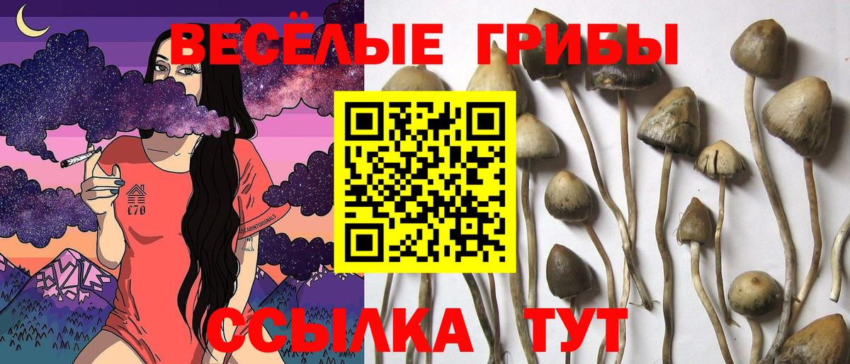 Псилоцибиновые грибы GOLDEN TEACHER Москва